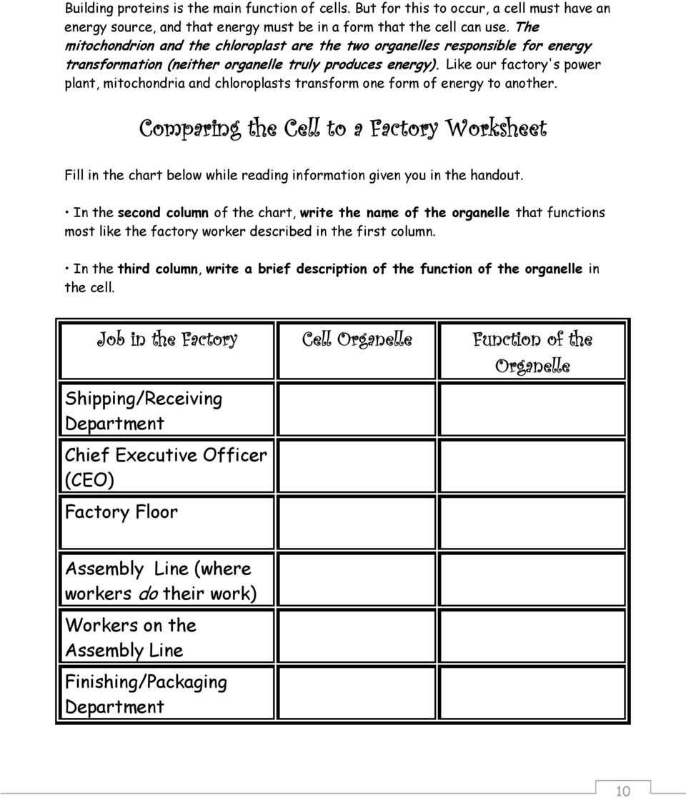 30 Function Of The Organelles Worksheet | Education Template For Function Of The Organelles Worksheet