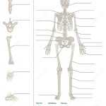 30 Joints And Movement Worksheet | Education Template In Joints And Movement Worksheet