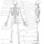 30 Joints And Movement Worksheet | Education Template Within Joints And Movement Worksheet
