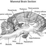 30 Label The Brain Anatomy Diagram Answers – Label Ideas 2021 Within Sheep Brain Dissection Worksheet