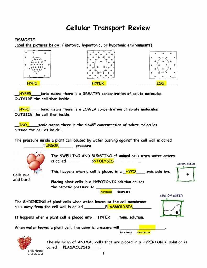 30 Passive And Active Transport Worksheet | Education Template throughout Active And Passive Transport Worksheet