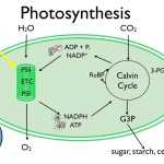 30 Photosynthesis Diagrams Worksheet Answers | Education Template In Photosynthesis Diagrams Worksheet Answers