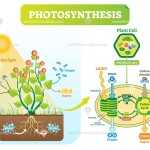 30 Photosynthesis Diagrams Worksheet Answers | Education Template Pertaining To Photosynthesis Diagrams Worksheet Answers