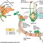 30 Plant Reproduction Worksheet Answers | Education Template Regarding Plant Reproduction Worksheet Answers