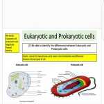 30 Prokaryotes And Eukaryotes Worksheet | Education Template In Prokaryotic And Eukaryotic Cells Worksheet