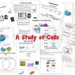 30 Prokaryotes And Eukaryotes Worksheet | Education Template Within Prokaryotes And Eukaryotes Worksheet