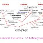 30 Prokaryotes Bacteria Worksheet Answers | Education Template Throughout Prokaryotes Bacteria Worksheet Answers