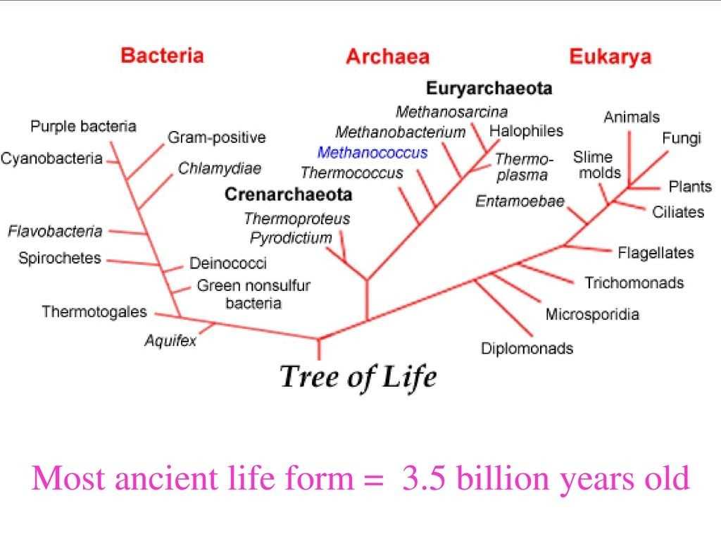 30 Prokaryotes Bacteria Worksheet Answers | Education Template throughout Prokaryotes Bacteria Worksheet Answers