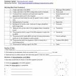 30 Protein Synthesis Review Worksheet | Education Template In Protein Synthesis Review Worksheet