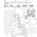 30 Respiratory System Worksheet Pdf | Education Template regarding The Respiratory System Worksheet