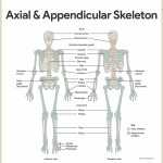 30 Skeletal System Labeling Worksheet Pdf | Education Template Inside Skeletal System Labeling Worksheet Pdf