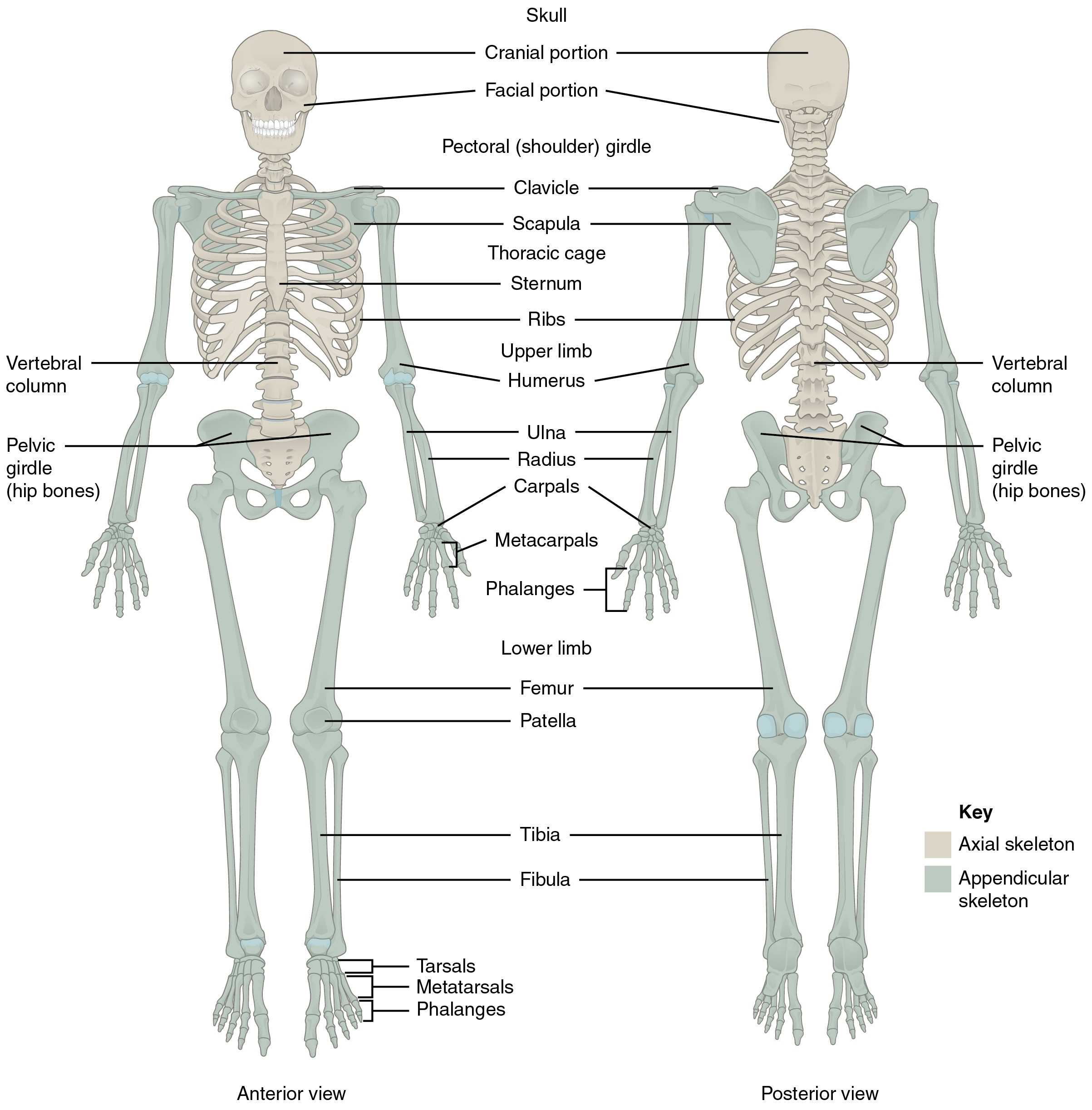 30 Skeletal System Labeling Worksheet Pdf | Education Template inside Skeletal System Labeling Worksheet Pdf