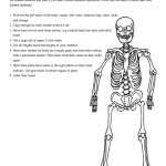 30 Skeletal System Labeling Worksheet Pdf | Education Template Intended For Skeletal System Worksheet Pdf