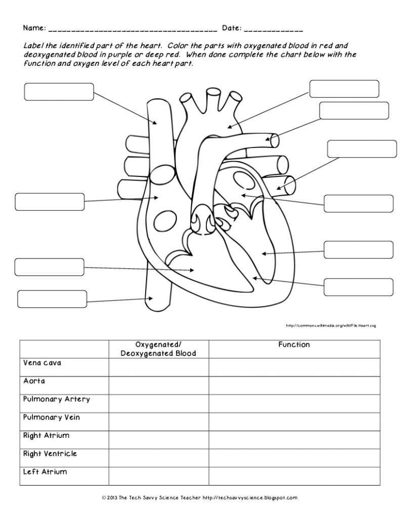30 The Cardiovascular System Worksheet | Education Template regarding The Circulatory System Worksheet