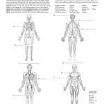 30 The Respiratory System Worksheet | Education Template Within Skeletal System Labeling Worksheet Pdf