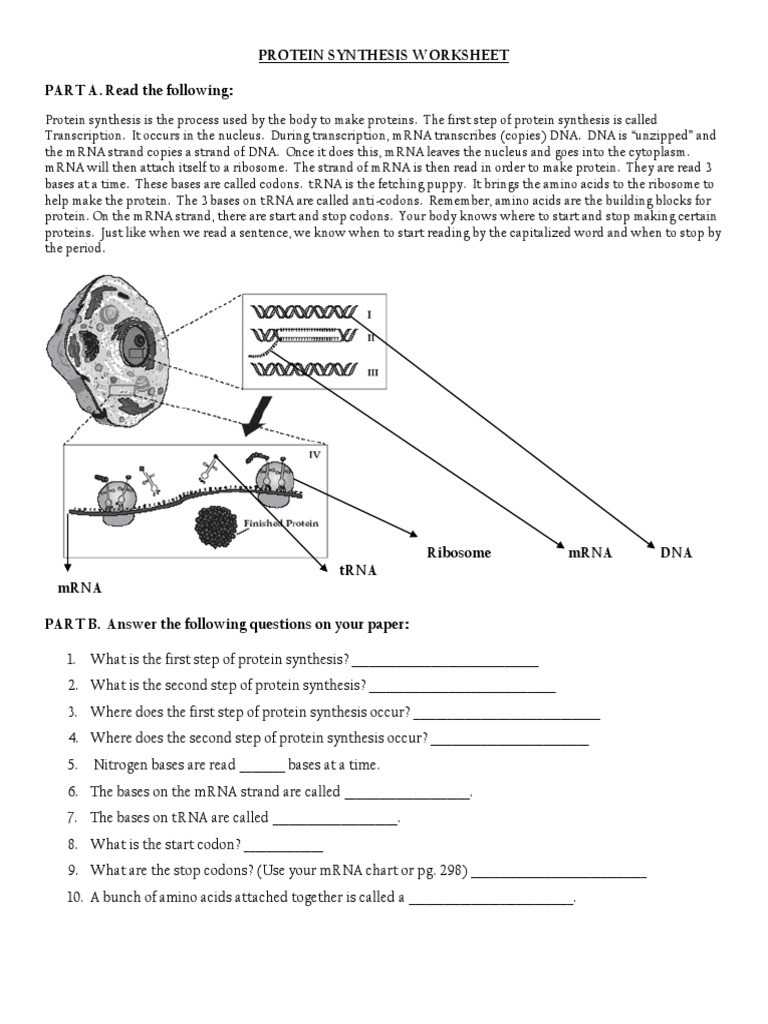 30 Transcription And Translation Practice Worksheet | Education Template With Translation And Transcription Worksheet
