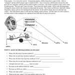 30 Translation And Transcription Worksheet | Education Template Throughout Translation And Transcription Worksheet
