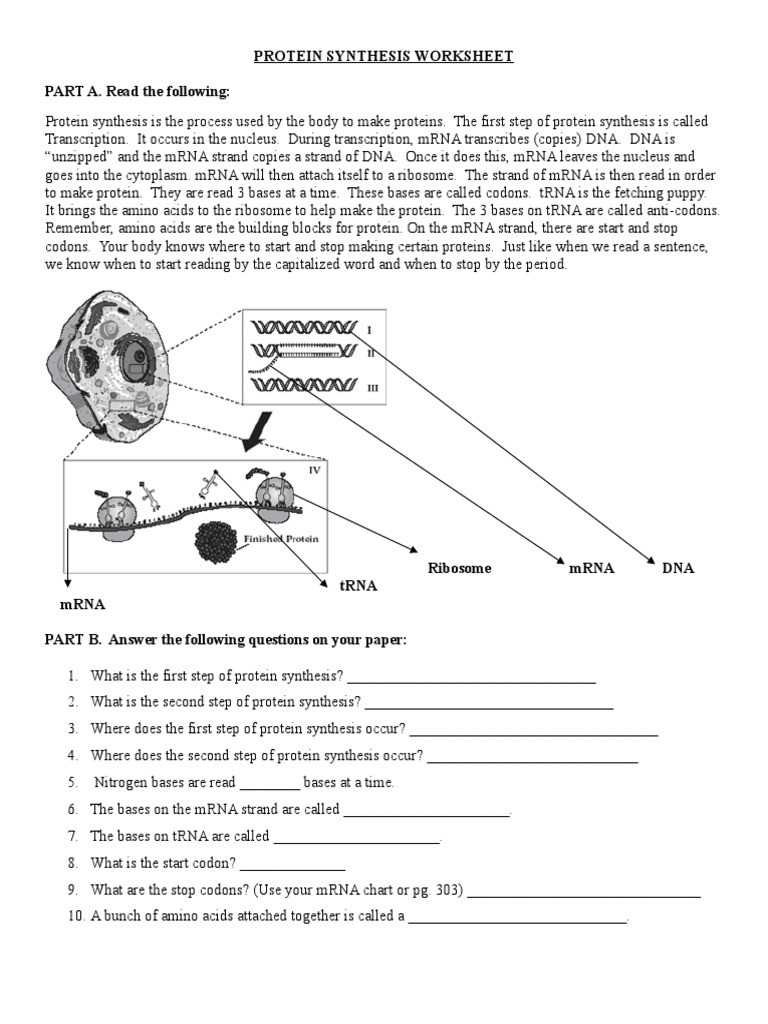 30 Translation And Transcription Worksheet | Education Template Throughout Translation And Transcription Worksheet