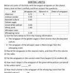 30 Unit Rate Worksheet 6Th Grade | Education Template With Finding Unit Rates Worksheet