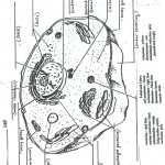 31 Animal Cell Worksheet Answers | Education Template pertaining to Animal Cell Worksheet Answers