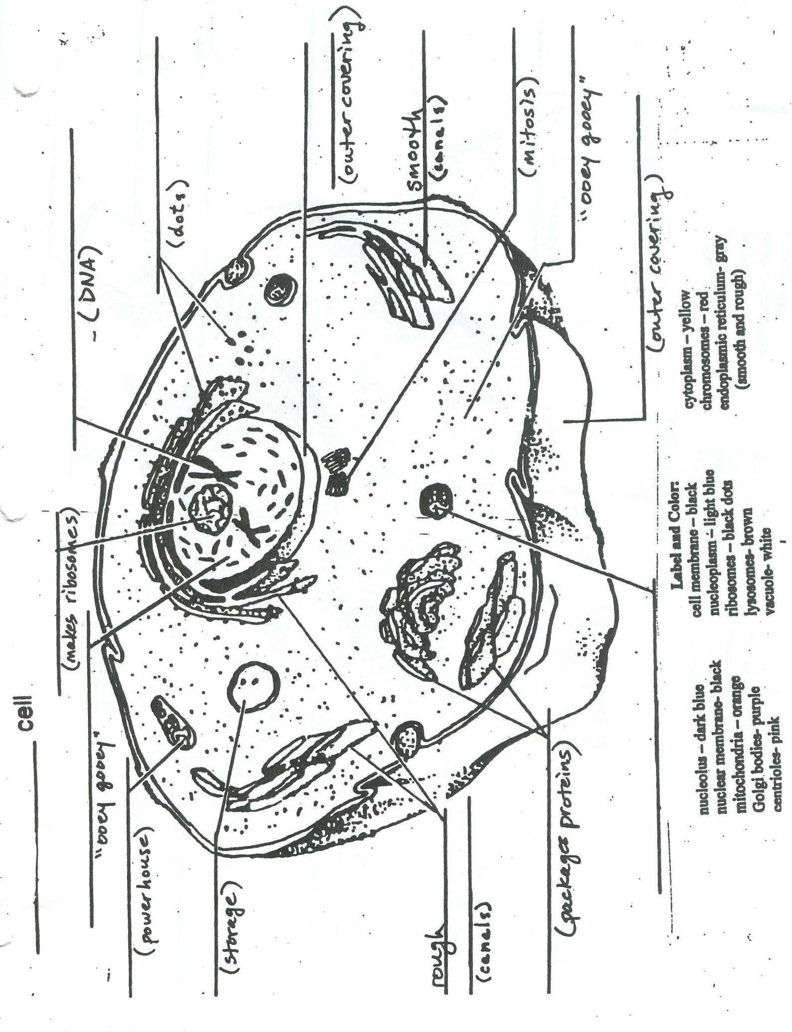 31 Animal Cell Worksheet Answers | Education Template pertaining to Animal Cell Worksheet Answers