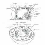 31 Animal Cell Worksheet Answers | Education Template Within Animal Cell Worksheet Answers