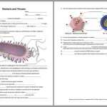 35 Bacteria And Viruses Worksheet Answers – Worksheet Source 2021 Inside Virus And Bacteria Worksheet Key
