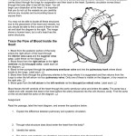 35 Label The Circulatory System Worksheet – Labels Design Ideas 2020 Pertaining To Circulatory System Worksheet Pdf