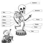 37 Label The Skeleton Worksheet Answers – Labels 2021 Inside Skeletal System Worksheet Pdf