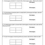 39 Monohybrid Cross Practice Worksheet – Worksheet For You Intended For Monohybrid Cross Practice Problems Worksheet