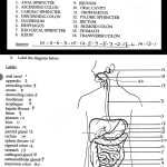 39 The Circulatory System Worksheet Answer Key – Worksheet For Fun Throughout The Circulatory System Worksheet Answers