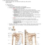 4.3 Appendicular Skeleton In Appendicular Skeleton Worksheet Answers