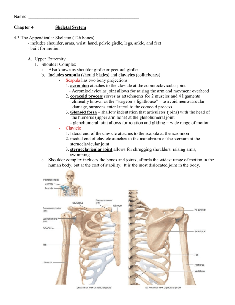4.3 Appendicular Skeleton In Appendicular Skeleton Worksheet Answers
