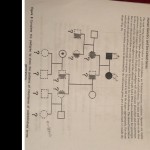 40 Genetics X Linked Genes Worksheet – Combining Like Terms Worksheet Inside Genetics X Linked Genes Worksheet
