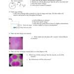 40 Passive And Active Transport Worksheet 6 Answers – Worksheet For Fun Inside Transport In Cells Worksheet