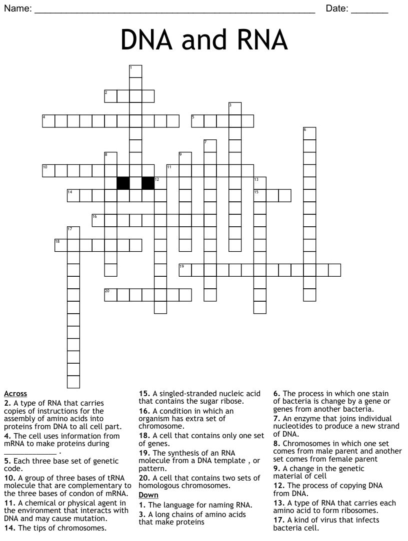 43 Dna And Rna Transcription And Translation Worksheet Answers - Worksheet Resource Within Dna And Rna Worksheet