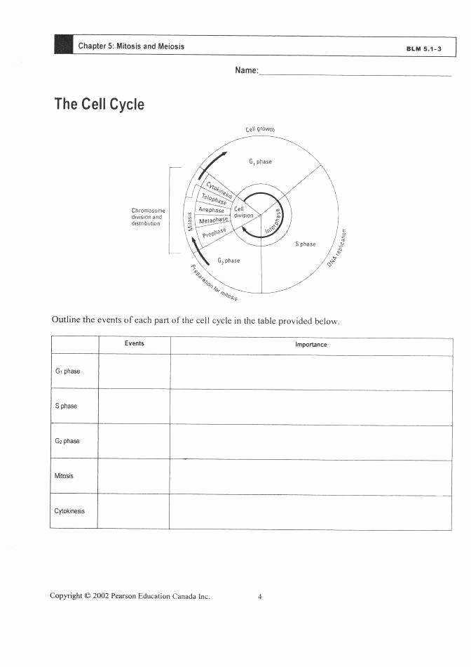 46 Cell Division Worksheet Answers | Chessmuseum Template Library in Cell Division Worksheet Answers