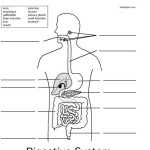 4848484 Orig From The Digestive System Diagram Worksheet View Snap With Digestive System Worksheet High School
