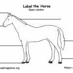 49 Parts Of The Horse Worksheet | Chessmuseum Template Library Pertaining To Parts Of The Horse Worksheet