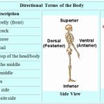 50 Anatomical Terms Worksheet Answers | Chessmuseum Template Library With Anatomical Terms Worksheet Answers