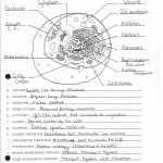 50 Animal Cells Worksheet Answers | Chessmuseum Template Library For Animal Cell Worksheet Answers