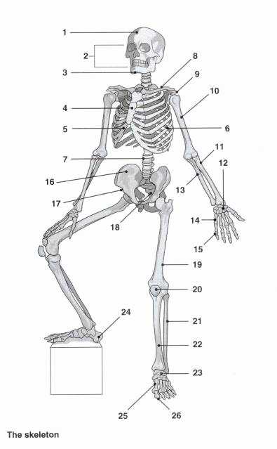 50 Appendicular Skeleton Worksheet Answers | Chessmuseum Template Library throughout Appendicular Skeleton Worksheet Answers