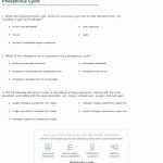50 Biogeochemical Cycles Worksheet Answers | Chessmuseum Template Library Intended For Biogeochemical Cycles Worksheet Answers
