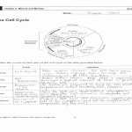 50 Cell Cycle Coloring Worksheet | Chessmuseum Template Library Throughout Cell Cycle Coloring Worksheet