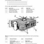50 Cell Membrane Images Worksheet Answers | Chessmuseum Template Library For Cell Membrane Coloring Worksheet Answers