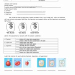 50 Cell Membrane Images Worksheet Answers | Chessmuseum Template Library In Cell Membrane Worksheet Answers