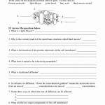 50 Cell Membrane Images Worksheet Answers | Chessmuseum Template Library In Cell Membrane Worksheet Answers