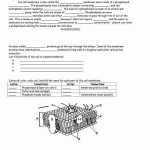 50 Cell Membrane Worksheet Answers | Chessmuseum Template Library Inside Cell Membrane Images Worksheet Answers