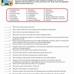 50 Cell Organelles Worksheet Answer Key | Chessmuseum Template Library With Cell Organelles Worksheet Answers