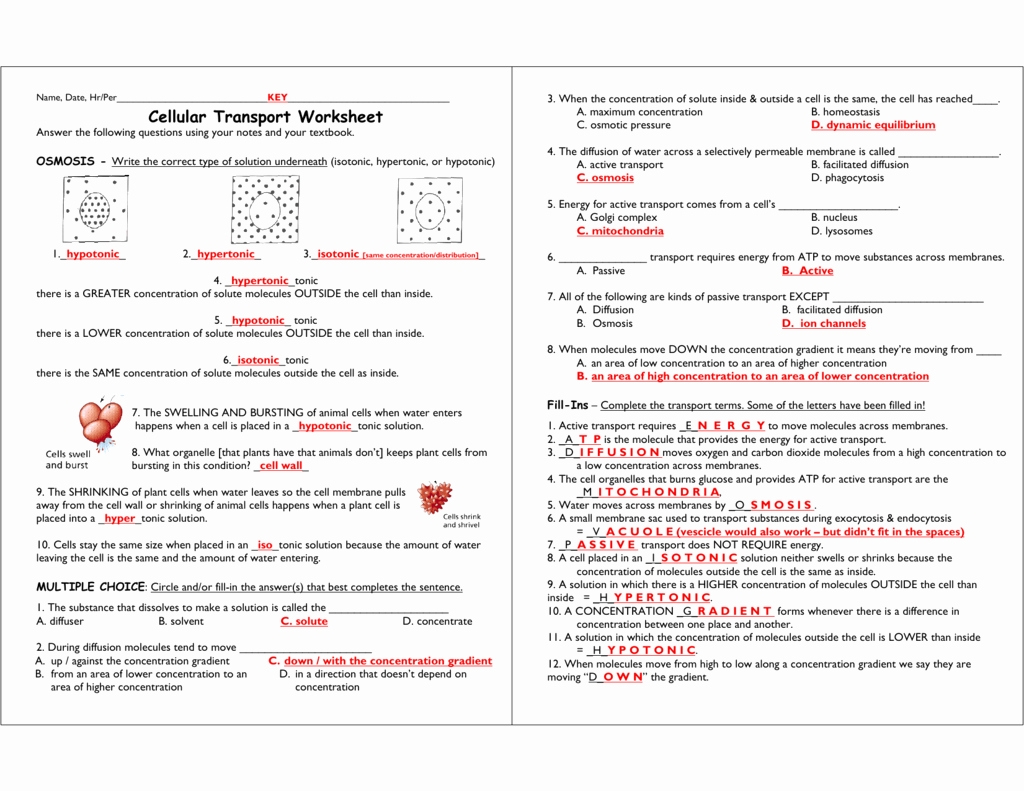 50 Cell Transport Review Worksheet Answers | Chessmuseum Template Library Inside Transport In Cells Worksheet Answers